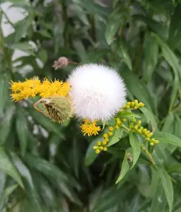 Pat 11 Pluizenbolletje